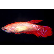 The veiltail betta, or vt for short, is the most common kind of tail that you'll find in any aquarioum and is what you'll see on most pet store varieties. Red Female Veiltail Betta Betta Fish Betta Colorful Animals