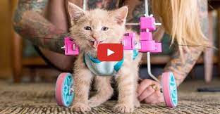 Caring For A Paralyzed Kitten Chloe We Love Cats And Kittens Kitten Cats And Kittens Cats