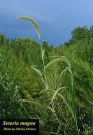 Image result for Setaria grandis