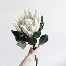Photo Kiki Sloane Protea Flower Beautiful Flowers White Flowers