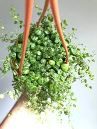 Image result for Tragia prostrata