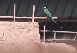 United kindom the food from el salvador is really delicious. 62 Interesting Facts About El Salvador The Fact File