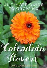 How To Grow Calendula Flowers Sowing Growing And Saving Seed Lovely Greens Calendula Organic Gardening Tips Plants