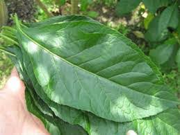 Vernonia amygdalina, a member of the daisy family, is a small shrub that grows in tropical africa. Health Benefits Of Bitter Leaf Vernonia Amygdalina Steemit