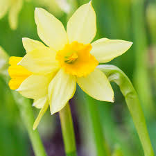 We did not find results for: Caring For Daffodils After Blooming My Garden Expert