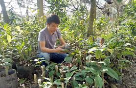 Người ta ngâm hoa cúc (thường đã được sấy khô). NgÆ°á»i Ä'áº§u Tien Sáº£n Xuáº¥t Tra Hoa Vang Tui Lá»c á» Viá»t Nam NgÆ°á»i Tá»'t Viá»c Tá»'t Cá»ng Thong Tin Ä'iá»n Tá»­ Tá»nh VÄ©nh Phuc