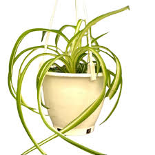 Image result for Chlorophytum anceps