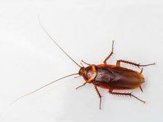 Call or get in touch with us today for a free do you need pest control in clayton, oh? 37 Cockroach Ideas Cockroaches Roaches Insects