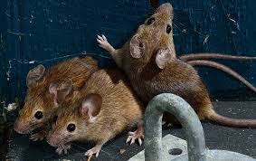 All businesses need to have a business plan, which will possible problems: Rodent Control Total Pest Control Prevention In Houston Tx