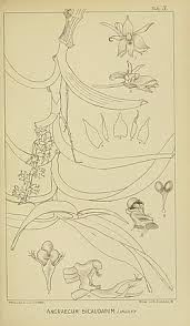 Image result for Tridactyle bicaudata