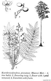 Image result for Lannea asymmetrica