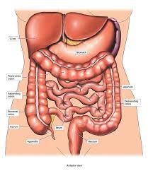 The female genital organs consist of an internal and an external group. Diagram Of Internal Organs Female Koibana Info Human Body Anatomy Anatomy Organs Human Body Organs Anatomy