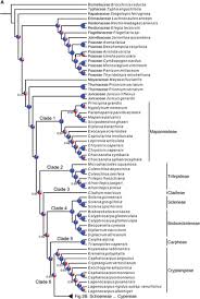 Image result for Diplacrum africanum