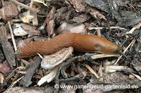 Viele insekten sind harmlos oder sogar nützlich. Tierischer Arger Im Garten Lause Schnecken Raupen