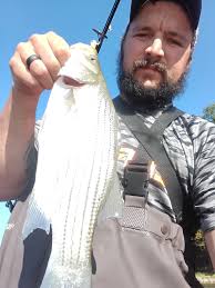 What constitutes a Ned rig and how to use it effectively?