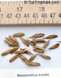 Image result for Strophanthus kombe