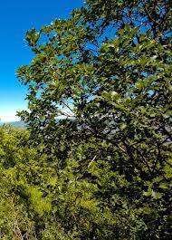 Image result for Ficus sansibarica