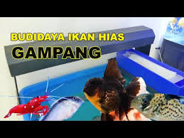 Selama anda mengetahui cara perawatan serta cara. 8 Jenis Ikan Hias Yang Dapat Di Budidayakan Di Rumah Part 2 Youtube