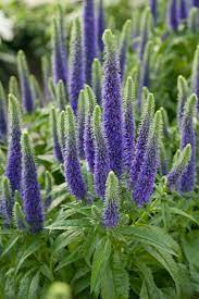 Garlic planted between tomato plants protects them from red spider mites. 16 Perennial Companion Plants For Roses Hgtv