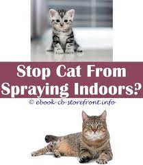 11 Daunting Cat Won T Stop Spraying Indoors Cat Spray Male Cat Spraying Flea Spray For Cats