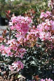 Image result for Rhaphiostylis