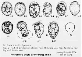 Image result for Erythrococca polyandra