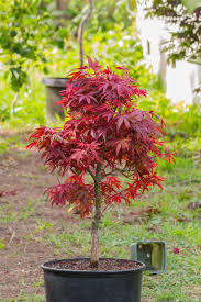 Acer Palmatum Shaina My Brother Gave Me This Awesome Japanese Red Maple I Will Be Putting This Maple Dwarf Japanese Maple Japanese Maple Tree Acer Palmatum