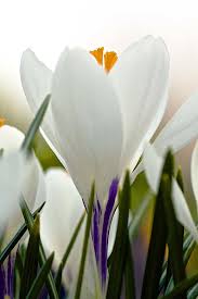 Pin On Beautiful Flowers