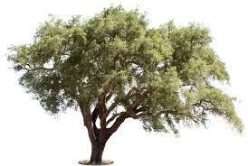 Image result for Quercus suber