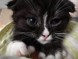 Schenke hunden, katzen, hasen und co. Katzen Werden Haufig Als Tierheim Herne Wanne Facebook