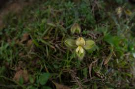 Image result for Crotalaria prolongata