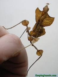 Check spelling or type a new query. Devils Flower Mantis Idolomantis Diabolica Keeping Insects
