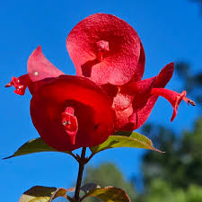 Image result for Holmskioldia