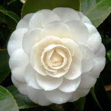Camellia Japonica Perfection White Camellia 12l Bush Flower Garden Pictures Camellia Flower Flower Lover