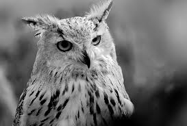 Es Legal Tener Un Buho Como Mascota Te Lo Contamos Nubika Exactly what the lechuza does to exact revenge varies widely across tellings of the story, though most reference the lechuza carrying away unsuspecting prey to her lair. es legal tener un buho como mascota te