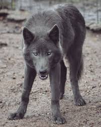 Azure When He Was Younger Wolfdog Azure Wolf Wolves Wolfhybrid Siberianhusky Alaskanmalamute Germanshepherd Wolf Dog Wolf Hybrid Wolf Poses