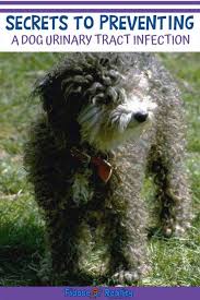 Maybe you would like to learn more about one of these? Secrets To Preventing A Dog Urinary Tract Infection Fidose Of Reality