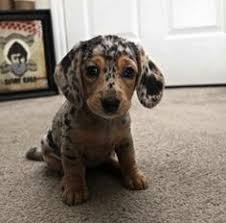 Dalmachshund Leopard Dog Baby Animals Dachshund Puppies