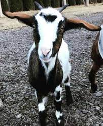 We did not find results for: What Is The Smallest Goat Breed An Informative Guide To Mini Goats