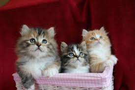 25 meme kucing yang imut, ngegemesin dan bikin ketawa. 15 Ras Kucing Yang Paling Imut Saat Masih Bayi