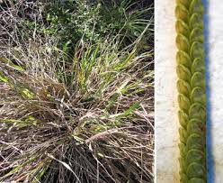 Image result for Paspalum scrobiculatum