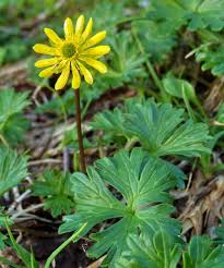 Image result for Ranunculus  cooleyae