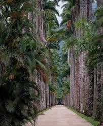 The Real Maggie Shepherd On Instagram Art Istic Licence Jardim Botanico Rio De Janeiro Printed Picture Rio Riodejaneiro Brazil Carn World Plants Tree