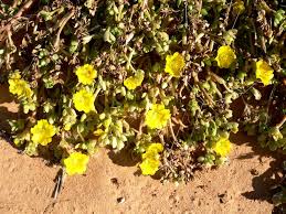 Purslane was growing in australia before white man came. Purslane Pigweed Exploroz Wildflowers