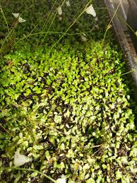 Image result for Utricularia welwitschii