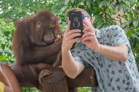 Image result for wildlife tourism