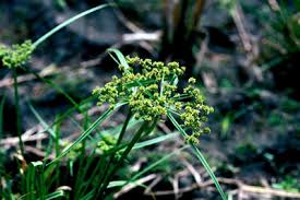 Image result for Cyperus difformis
