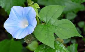 Image result for Ipomoea hochstetteri