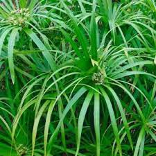 Image result for Cyperus tenax