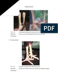 Sedangkan pada gambar diatas, kaki sebelahnya adalah kaki dengan sisik yang berderet tiga baris dan diyakini akan mempunyai pukulan keras/berat. Cara Memilih Kaki Dan Sisik Ayam Aduan Yang Bagus